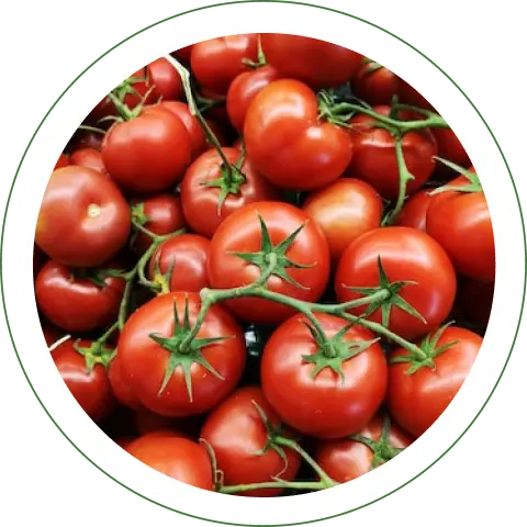 tomatoes